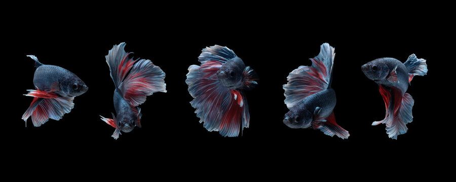 Photo collage of betta fish (Halfmoon Rosetail in grey red white color combination) isolated on black background