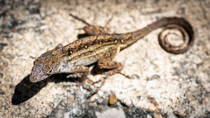 Curly tailed Brown Anole in my driveway!
