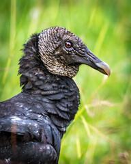 Black Vulture portrait along the Shadow Creek Ranch Nature Trail in Pearland!