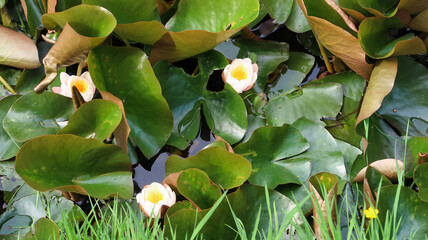 Seerosenreich - Seerosen © Claudia