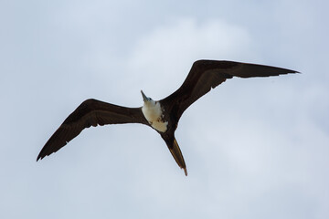 great frigatebird in flight