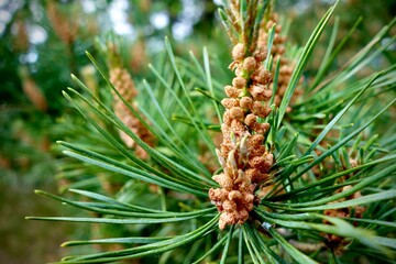 pine needles close up