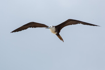 great frigatebird in flight