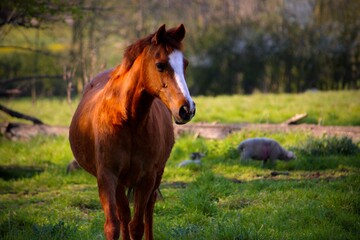 portrait of horse in field