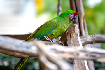 green and yellow macaw