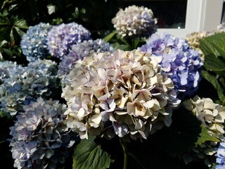 hydrangea plant with blue and white flowers