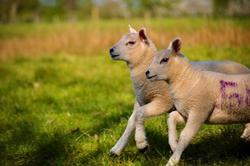 lambs walking together