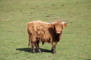 highland cow in field looking at camera