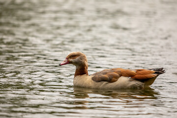 wild duck in the water