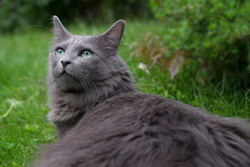 Naklejka na ściany i meble Front of a rare Nebelung cat with green eyes gazing upwards in a garden. Focus on nose and whiskers