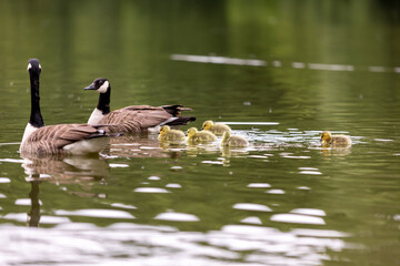 canada goose swimming in lake