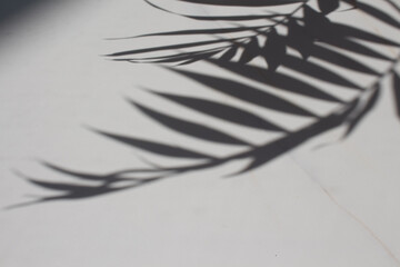 Transparent shadow of tropical leaves. Minimal background shadow palm leaves on the white marble. blogger content