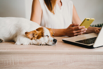young woman working on laptop at home, cute small dog besides. stay safe during coronavirus...