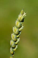 Macro of Wheat