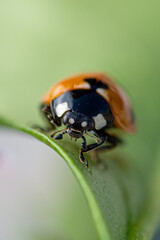 Macro ladybug on leaf