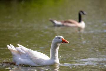geese on the water