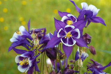 Purple columbine flower on a background of green vegetation.