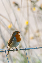 Singing Robin on fence
