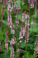 Closeup of the european bistort plant or fleece flower, knotweed in a field