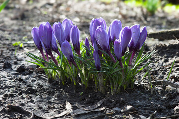 A bunch of purple Crocuses in a sandy garden in spring with backlight
