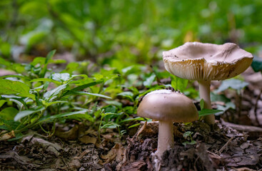 mushroom in the grass