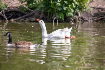 geese in the water