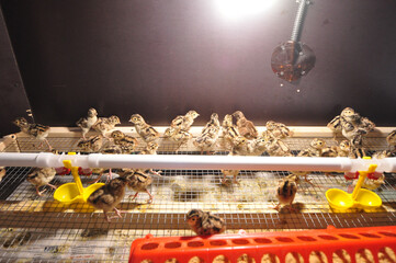 Pheasant chickens in a brooder under a warm lamp. Egg incubation, farming, agriculture, poultry...