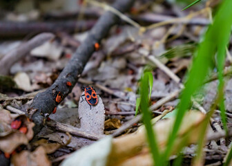 ladybug on a leaf