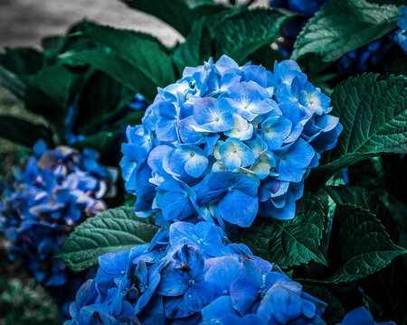 Beautiful blue flowers in a dark tone