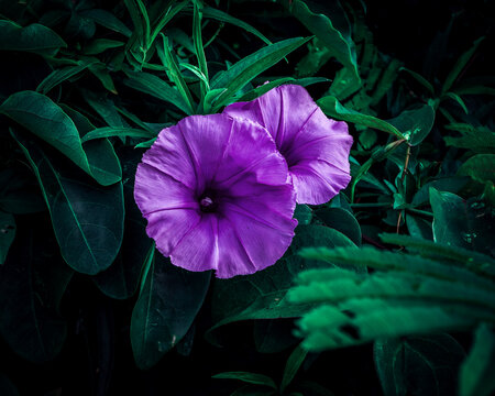 Beautiful magenta flowers in a dark tone