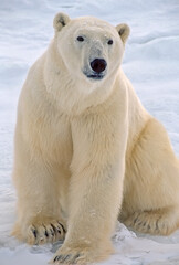Polar bear in the Canadian Arctic