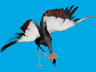 Balearica pavonina stands on one paw..