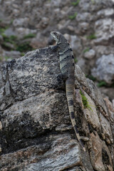 lizard on the rock