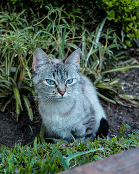 Lindo Gatinho cinzento com Belos olhos Azuis