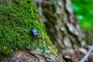 moss on the tree