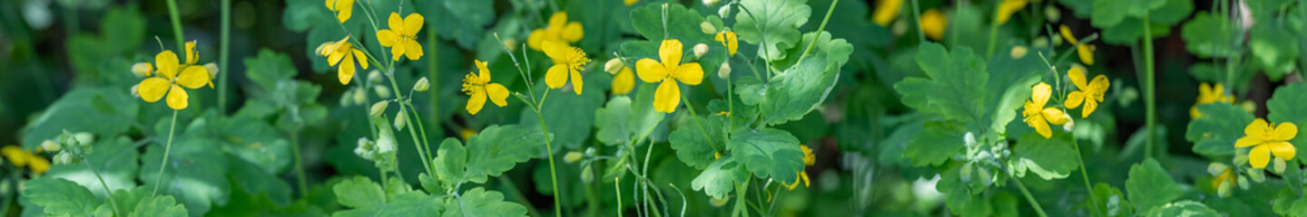 Yellow flowers Chelidonium majus, an important medicinal plant with anti-cancer properties, grows in European forests.