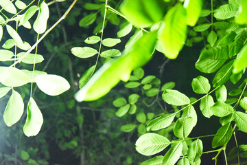 fresh green leaves