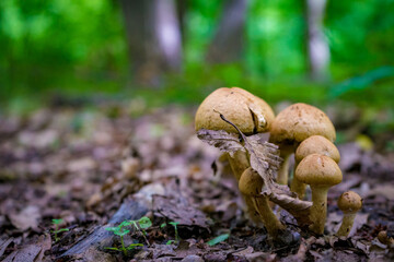 mushroom in the forest