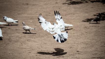 Black and white Alpha pigeon Landing from flight