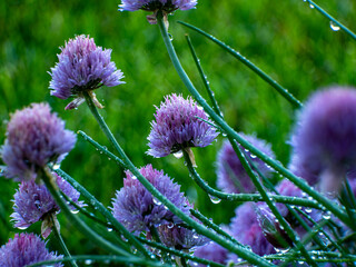 Chives growing in an herbal garden with droplets on the blooms