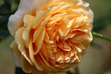 A fragrant, apricot-orange rose. summer 2020.