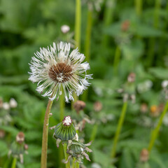 dandelion in green grass