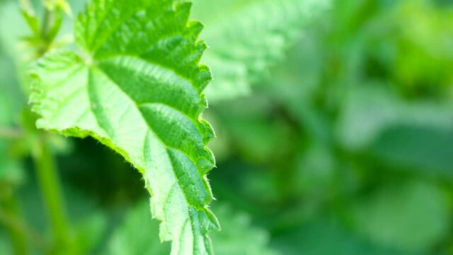 
Close-up of Stinging Nettle - Urtica dioica - in 4K VIDEO. Detail of green nettle leaves background growing in the garden.