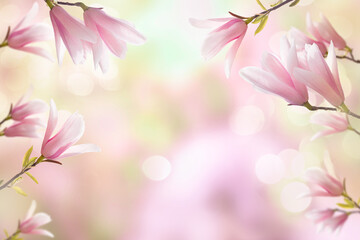 Magnolia branches on a blurred natural background of nature with sunlight and bokeh. Spring seasonal background