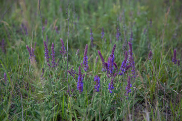 Sage blooming-beautiful meadow grasses in the field