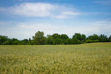 field of wheat