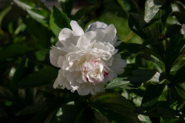 Obraz premium Beautiful big white peony on a Bush in the garden in the sun