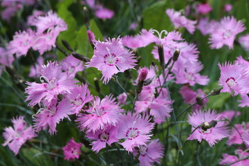 
Bright pink carnations bloom in the garden in summer.