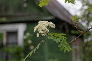 Blossoms of a rowan tree, Sorbus aucuparia, with leaves.