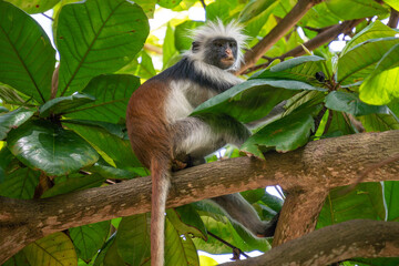 Wild Red Colobus monkey sitting on the branch and eating Leaves in tropical forest on Zanzibar